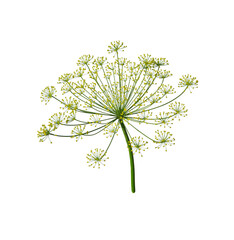 Dill rosette, close-up. Dill inflorescence.