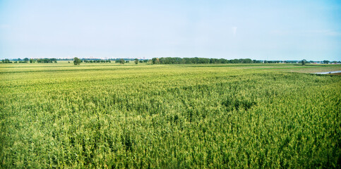 Fototapeta premium High angle view of organic corn field at agriculture farm