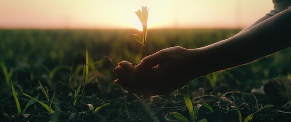 Female hands plant a sprout in the black soil at sunset. Agriculture background. Farmer planting...