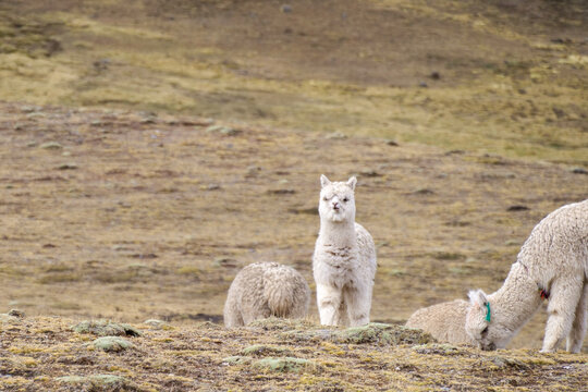 White baby alpaca grazing in the yellow grasslands Location: rural peruvian highlands, altiplano