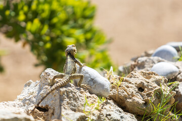 A large wild lizard on a rock.