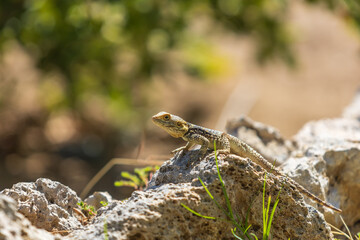 A large wild lizard on a rock.