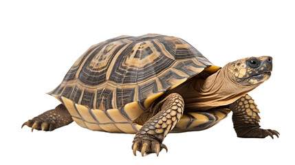 Obraz premium Turtle on a transparent background for projects.