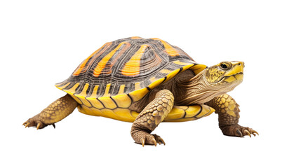 Obraz premium Turtle on a transparent background for projects.