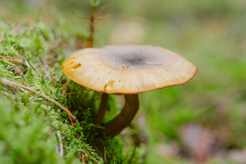 mushroom in the forest