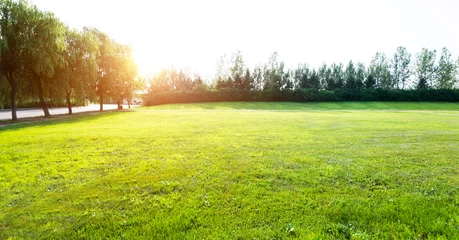 Fototapeten Landscape of  grass field and green trees © xy