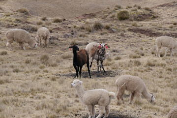 A herd of speckled llama Q'ara and white alpaca huancaya grazing in yellow grasslands. Location:...