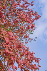 Rowan branches with pinnate leaves and bright red ripe fruit, selective focus. Food for birds, close up.
