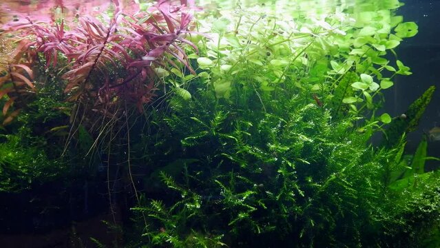 fountain moss produce air bubble, blurred Congo tetra fish, cherry Neocaridina shrimp clean lush tropical aquatic plant, Amano style ryoboku aquascape design, low LED light, professional aquarium care