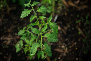 close up of tomato plant