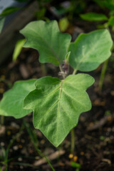 Close up of eggplant leaves