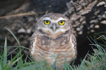 The Owl's Gaze