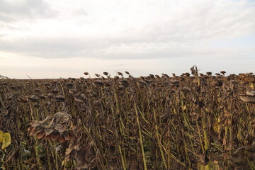 a field with faded sunflowers