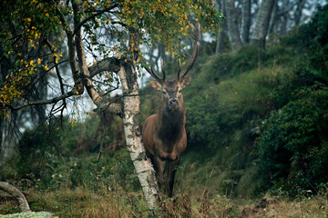 Red deer stag (Cervus elaphus) standing  near a birch tree on a foggy autumn evening in the Italian...