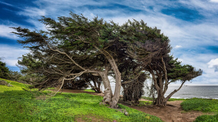 Cambrian Cyprus Trees