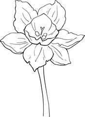 Narcissus flower line drawing. For use in the design of packaging for cosmetics, perfumes, and feminine hygiene products. For printing coloring books, packaging, printing on dishes and other purposes.