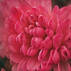 Floral flower, Generative AI illustrations