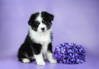 Studio photo of cute black tricolor australian shepherd puppy sitting near violet hydrangea flower on purple background