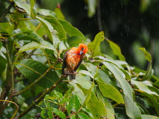 Vibrant red bird perching in natural environment in rainy weather - Mauritius Fody bird 