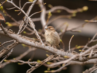 Solitary Serenade: A Sparrow Perched on a Branch