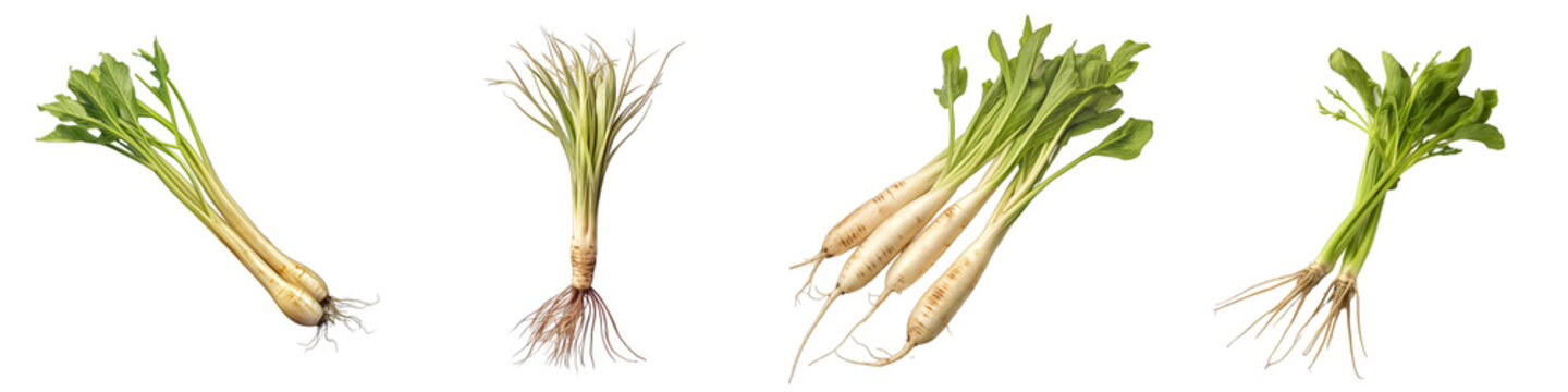 Salsify Vegetable Hyperrealistic Highly Detailed Isolated On Plain White Background