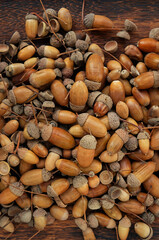 autumn background. many ripe oak acorns close up, natural texture. forest harvest, fall season. template for design. top view