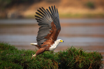 Fish Eagle taking off from the banks of the Chobe River, Kasane, Botswana.