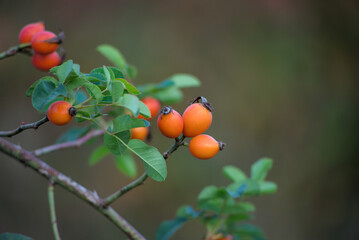 Rosehip branch with red berries on a blurred background