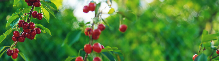 Ripe cherries in the garden. Selective focus.
