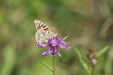 Painted Lady (Vanessa cardui) butterfly perched on a pink flower in Zurich, Switzerland