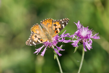 Obraz premium Painted Lady (Vanessa cardui) butterfly perched on a pink flower in Zurich, Switzerland