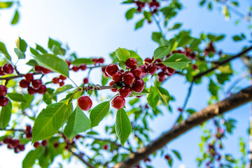 Ripe cherries in the garden. Selective focus.