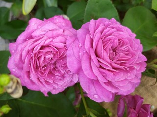 Lilac roses with rose drops on the petals