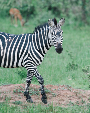 Zebra