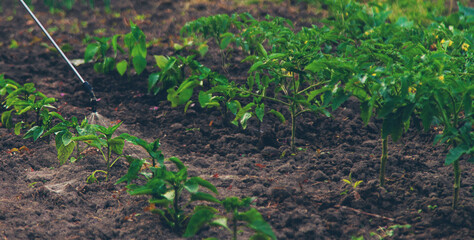 Spraying peppers in the garden. Selective focus.