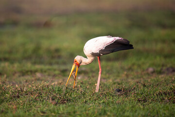 A yellow-billed stork holding a fish in its beak in Chobe National Park, Botswana