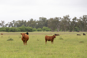 Cattle, horses and workers of a ranch
