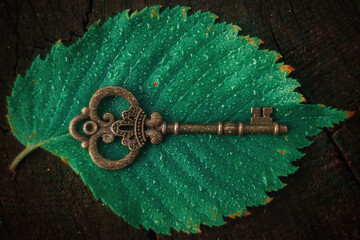 An old vintage key lies on a background of a green leaf.
Close-up of an ancient key to knowledge.
The key to success.