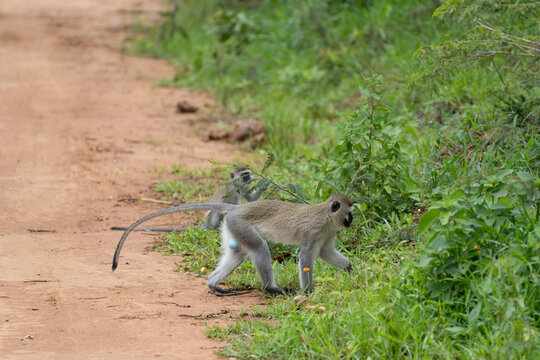 Monkey in Africa