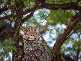 Leopard in a tree surveying its surroundings in Khwai River, Botswana.