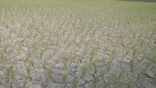 Rice field with dry and cracked soil due to drought and no water