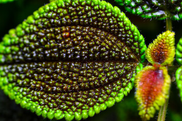 Pilea involucrata - ornamental plant with colored tuberous red-green leaves - obrazy, fototapety, plakaty