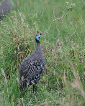 Pheasant