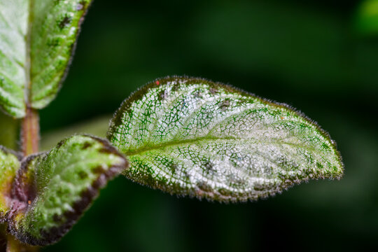 Episcia sp. - close-up of spotted multi-colored leaves of a plant with a metallic sheen