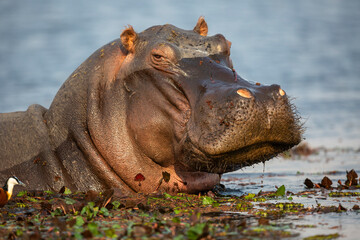 Portrait of a Hippopotamus relaxing in the waters of the Chobe River, Botswana.