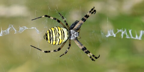 Araignée Épeire 3