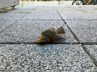 A dead specimen of Erithacus rubecula, or robin. It is one of the usual birds in rural and urban...