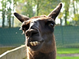 Portrait eines Lamas (Lama glama) mit Überbiss