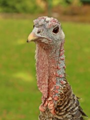 Portrait einer jungen Pute (Meleagris gallopavo)
