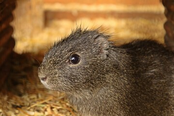 Wildmeerschweinchen (Cavia aperea)